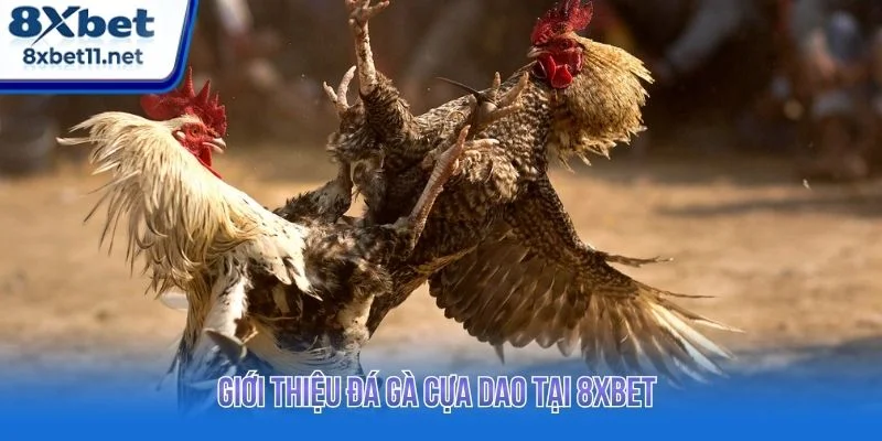 Đá Gà Cựa Dao 8XBET - Trực Tiếp Ổn Định, Không Giật Lag 2 Đá gà cựa dao là một trong những hình thức giải trí có tính kịch tính cao