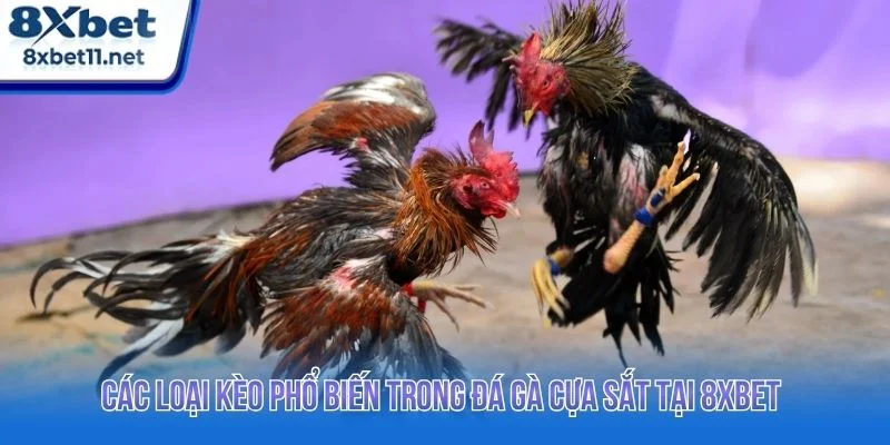 Đá Gà Cựa Sắt 8XBET Đỉnh Cao Với Trải Nghiệm Ổn Định 3 Tổng hợp các loại kèo phổ biến tại đá gà 8XBET