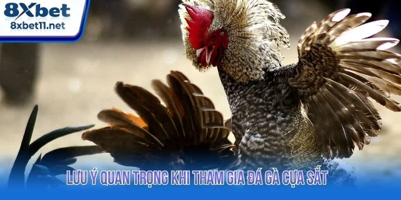 Đá Gà Cựa Sắt 8XBET Đỉnh Cao Với Trải Nghiệm Ổn Định 4 Tổng hợp những lưu ý quan trọng khi tham gia cược