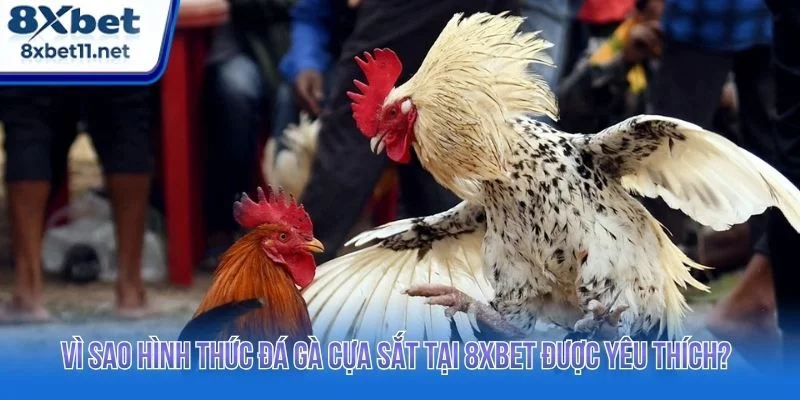 Đá Gà Cựa Sắt 8XBET Đỉnh Cao Với Trải Nghiệm Ổn Định 2 Đá gà cựa sắt thu hút đông đảo người chơi nhờ trải nghiệm chân thực